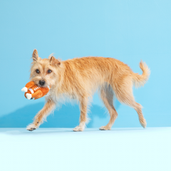 Turkey Day Football Plush Fetch Dog Toy