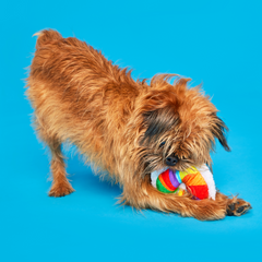 Rainbow-wow Bagel Plush Tug Dog Toy
