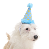 Party Hat Plush Wearable Dog Toy