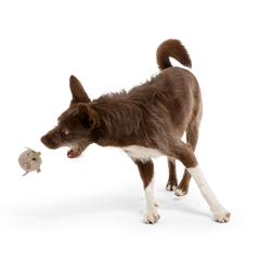 Ryan Ocerus Durable Super Chewer 2-In-1 Rip And Reveal + Fetch Dog Toy