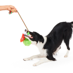 Well Hung Stockings Plush Tug Dog Toy
