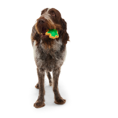 Hard-Baked Sugrrrr Cookie Super Chewer Durable Gnaw + Enrichment Dog Toy