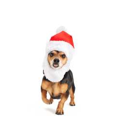 Here Comes Santa Paws Plush Wearable Tug Dog Toy