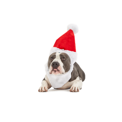 Here Comes Santa Paws Plush Wearable Tug Dog Toy