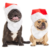Here Comes Santa Paws Plush Wearable Tug Dog Toy