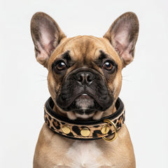 The Leopard Puppy Collar