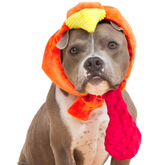 Gobble Head Plush Wearable Tug Dog Toy