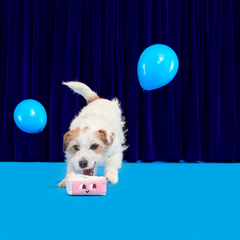 Birthday Kate Plush Dog Toy