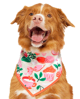 Valentine'S Day Dog Bandana