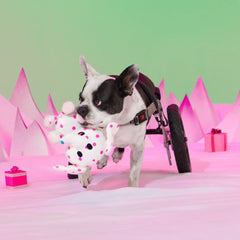 Spotted Elephant™ Plush Tug Dog Toy