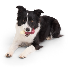 Porkchomp Super Chewer Durable Gnaw Dog Toy