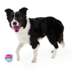 Blueberry Thrill Plush Multi-Part + Fetch + Enrichment Dog Toy
