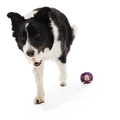 Good Sheep, Baa Sheep Plush Multi-Part Fetch Dog Toy