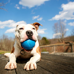 Slobber Polo Super Chewer Durable Fetch Dog Toy