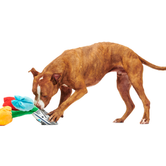 Cheer Up Boopquet Plush Tug + Multi-Part + Enrichment Dog Toy