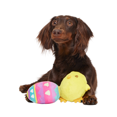 Chickie Poo Plush Multi-Part + Fetch Dog Toy