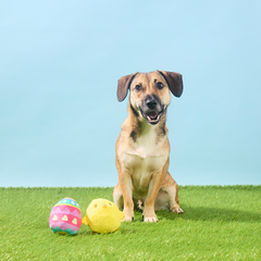 Chickie Poo Plush Multi-Part + Fetch Dog Toy