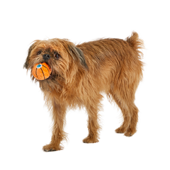 Drool & Dribble Basketball Plush Fetch Dog Toy