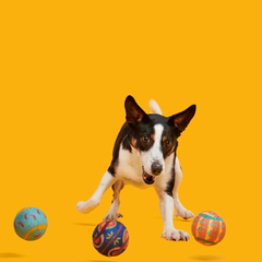 Fetch Mex Plush Multi-Part Fetch Dog Toy