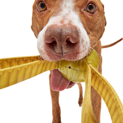 The Golden Snitch™ Durable Super Chewer Tug + Fetch Dog Toy