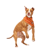 Harry Potter™ House Dog Bandana