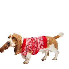 Holiday Sweater Wearable For Dogs