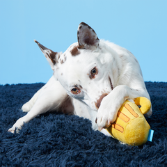 Hair of the Dog Plush 2-in-1 + Tug Dog Toy