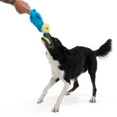 Hammerin' Hank the Shark Plush Tug Dog Toy