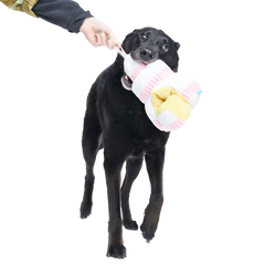 Holy Ratrimony Plush Multi-Part + Enrichment Dog Toy