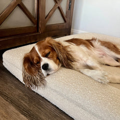 Bouclé Orthopedic Memory Foam Bed