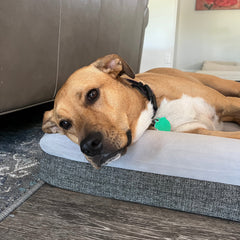 Orthopedic Memory Foam Bed