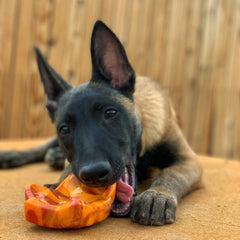 Mighty Maple Leaf Durable Super Chewer Gnaw Dog Toy