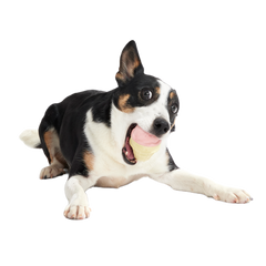 I Squeak Cone Super Chewer Durable Gnaw Dog Toy
