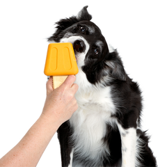 Make n' Munch Pupsicle Kit Super Chewer Durable Multi-Part Dog Toy