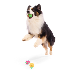 Tennis Ball Club, 3 Squeaky Monthly Tennis Ball Dog Toys