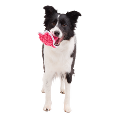 Melted Melanie Plush Tug Dog Toy