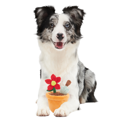 Pawtted Plant Plush Tug Dog Toy