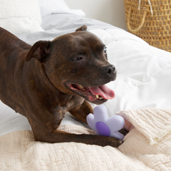 Power Flower Super Chewer Durable Gnaw Dog Toy
