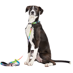 Pride Walking Gear Bundle