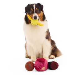 Quidditch™ Equipment Pack Plush Multi-Part + Tennis Ball Fetch Dog Toy