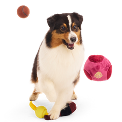 Quidditch™ Equipment Pack Plush Multi-Part + Tennis Ball Fetch Dog Toy