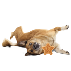 Starfish Snacker Super Chewer Durable Enrichment Dog Toy