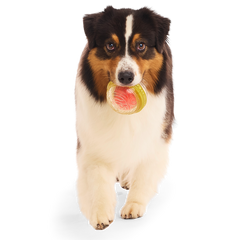 Remembrall™ Super Chewer Durable Fetch Dog Toy