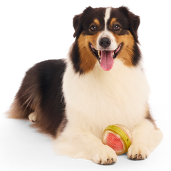 Remembrall™ Super Chewer Durable Fetch Dog Toy