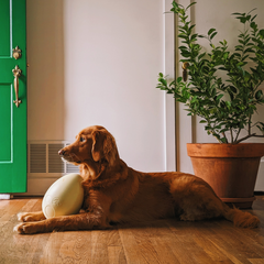 Dinosaur Egg Durable Super Chewer Extra-Large + Fetch Dog Toy