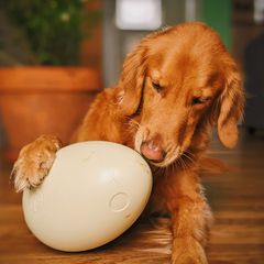 Dinosaur Egg Durable Super Chewer Extra-Large + Fetch Dog Toy