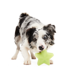 Shooting Starf Gnaw Dog Toy