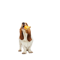 Powered Up Pie Durable Super Chewer Gnaw Dog Toy