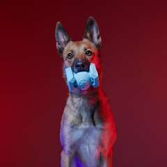 Dark Side Star Wars™ Super Chewer Durable Bundle 2-in-1 + Fetch Dog Toy
