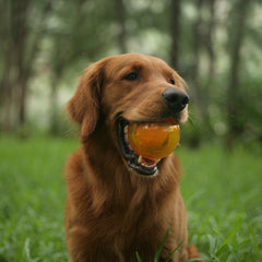 It's In My DNA Durable Super Chewer Fetch Dog Toy